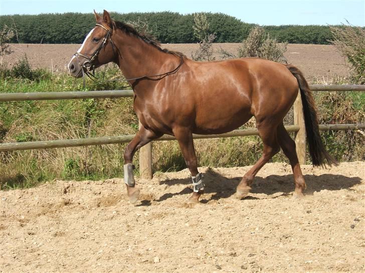 Dansk Varmblod Lady Sharifa billede 6