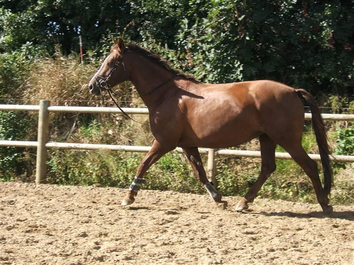 Dansk Varmblod Lady Sharifa billede 7