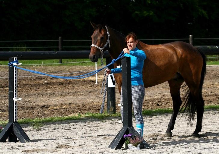 Anden særlig race May Piccolo *Klubmester 2011* - (taget af Camilla Rosenlund /CR-FOTO) billede 9
