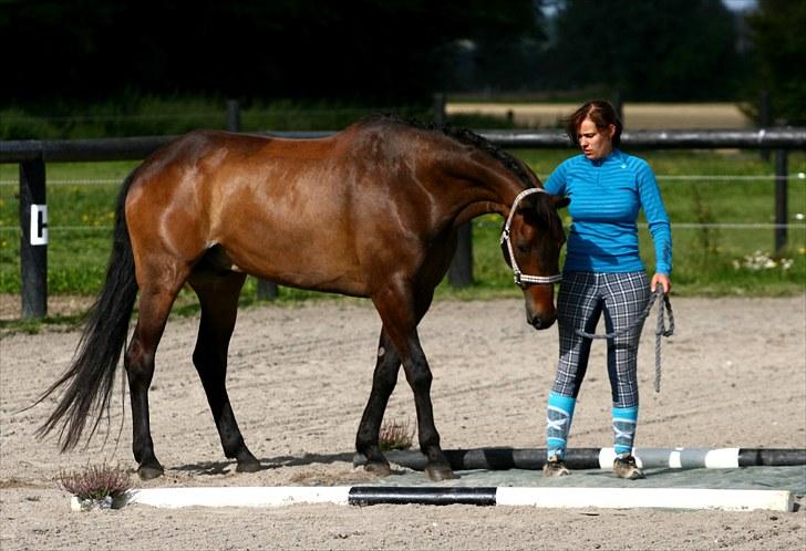 Anden særlig race May Piccolo *Klubmester 2011* -  (taget af Camilla Rosenlund /CR-FOTO) billede 14