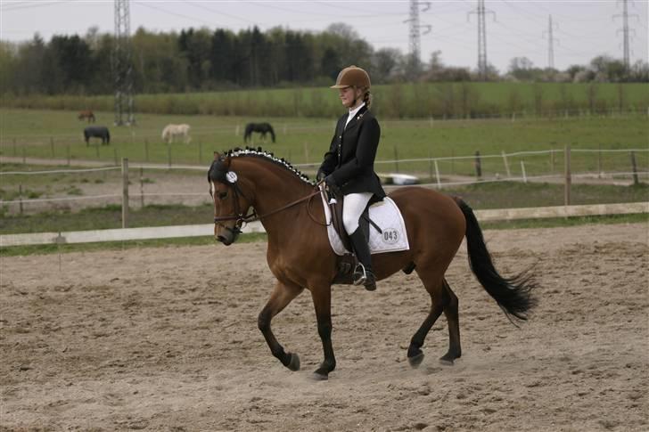 New Forest firfod fielfraz solgt billede 2