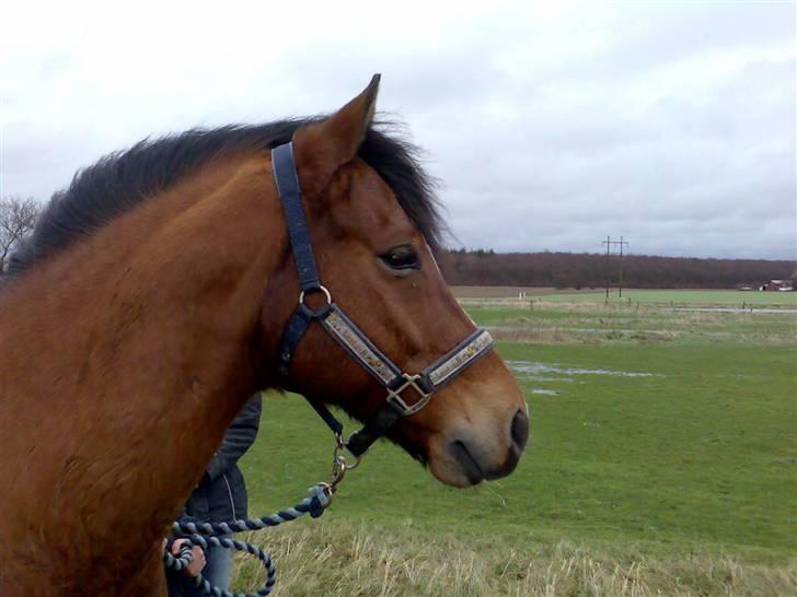 New Forest firfod fielfraz solgt billede 9