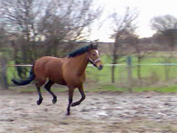 New Forest firfod fielfraz solgt billede 12