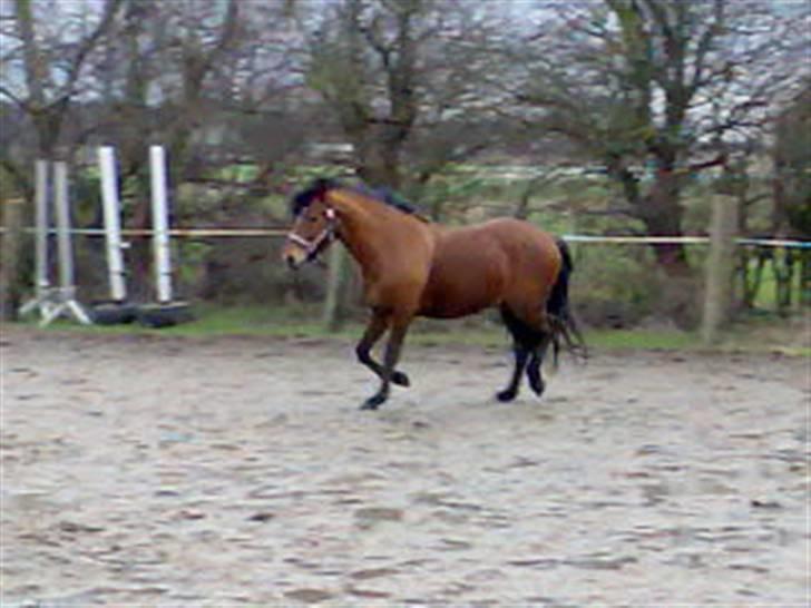 New Forest firfod fielfraz solgt billede 13