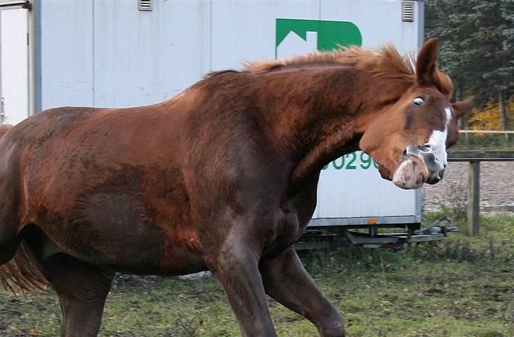 Hollandsk Varmblod Max R.I.P - HEJ SMUKKE. ;o) billede 9