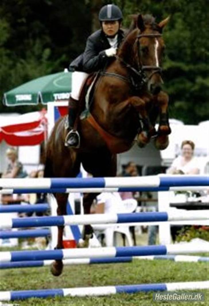 Dansk Varmblod Pilelundens Seven Star billede 5