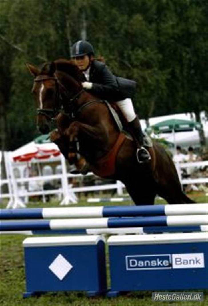 Dansk Varmblod Pilelundens Seven Star billede 6
