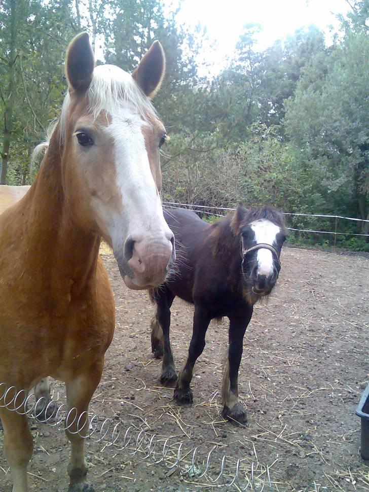 Haflinger Artist døde d 16.10-09 billede 7