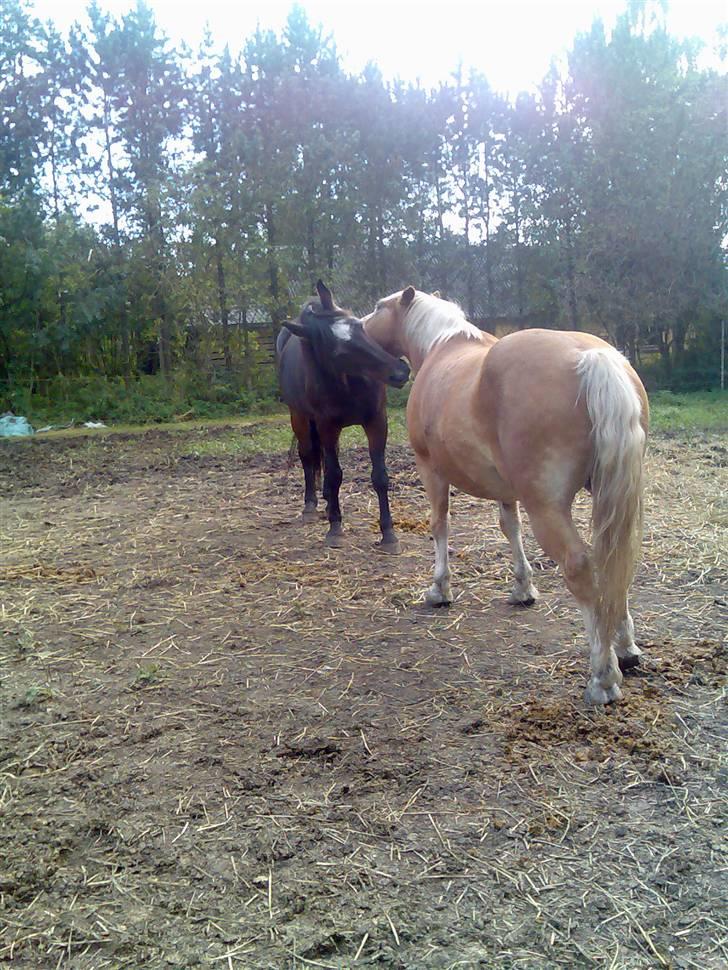 Haflinger Artist døde d 16.10-09 - så er det nussetid. billede 8