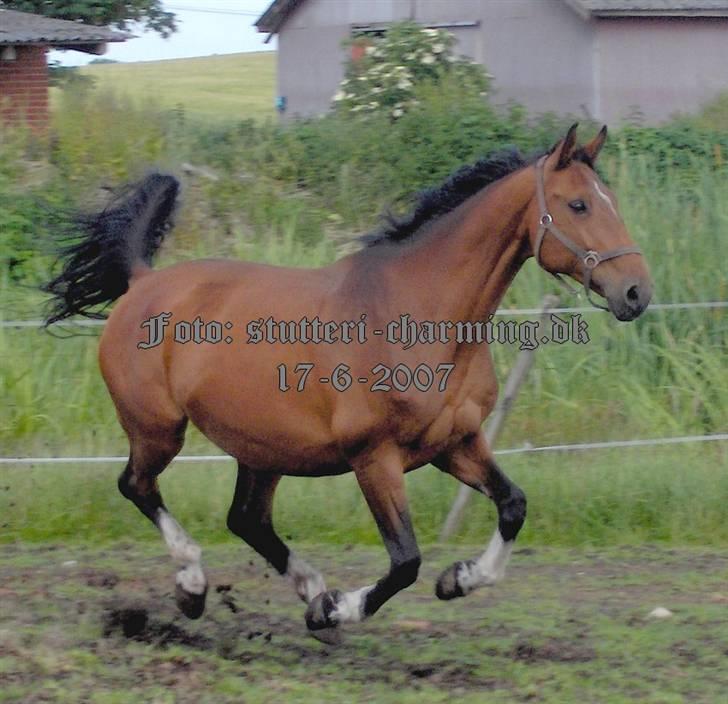 Dansk Varmblod Caluna billede 2