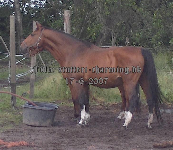 Dansk Varmblod Caluna billede 3