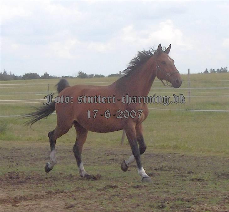 Dansk Varmblod Caluna billede 4