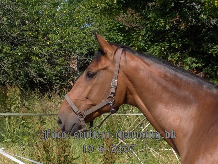 Dansk Varmblod Caluna billede 5