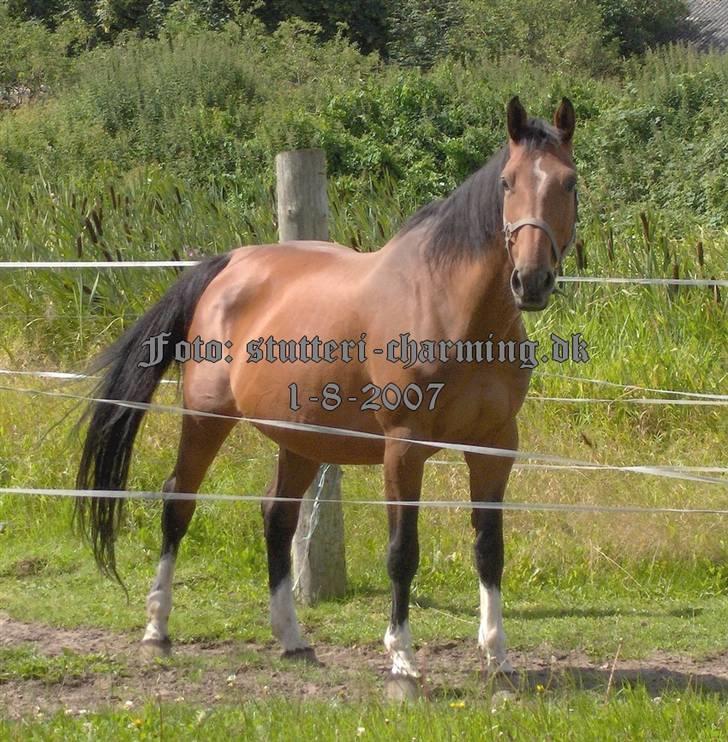 Dansk Varmblod Caluna billede 6