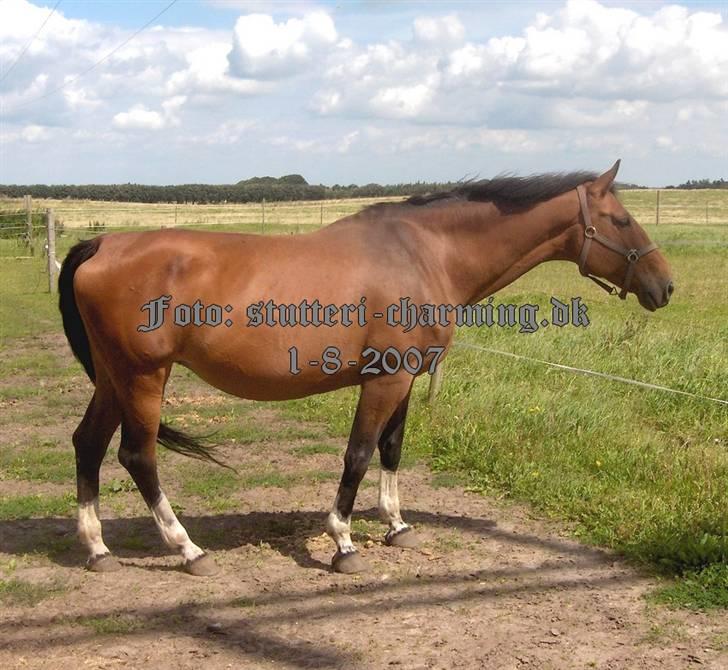 Dansk Varmblod Caluna billede 7