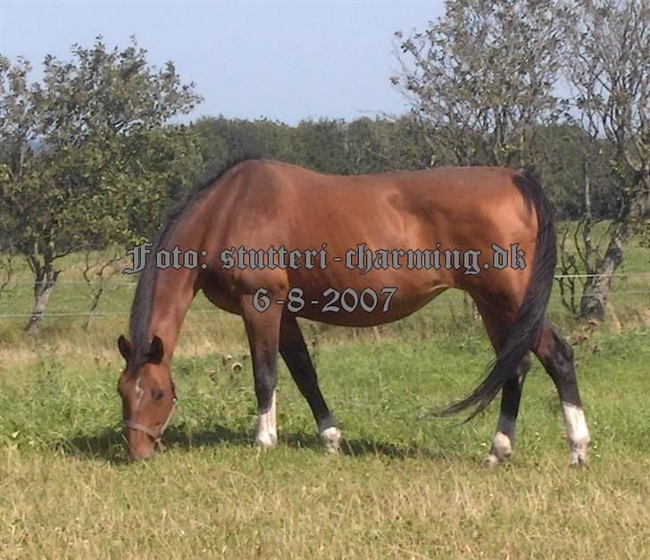 Dansk Varmblod Caluna billede 8