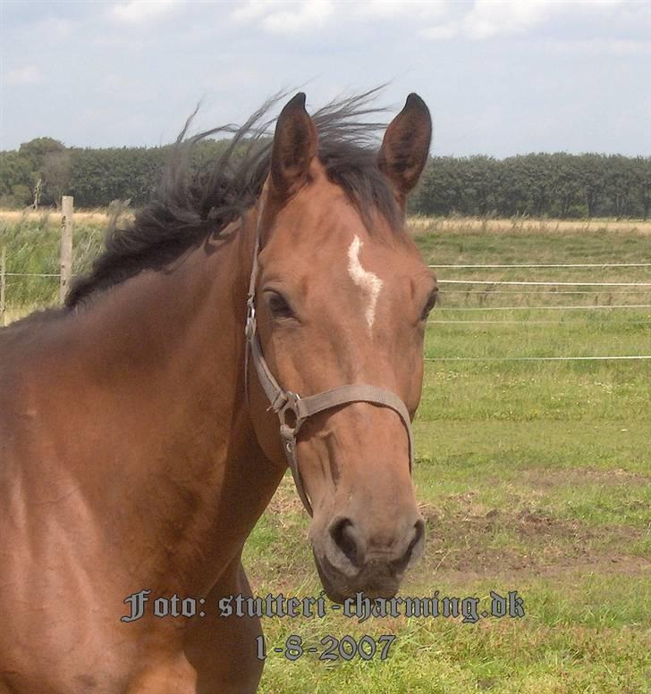 Dansk Varmblod Caluna billede 9