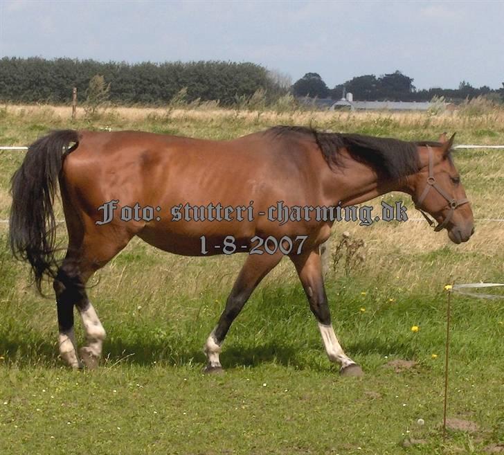 Dansk Varmblod Caluna billede 10