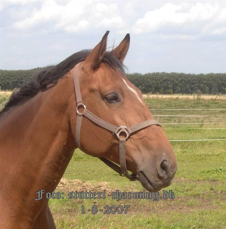 Dansk Varmblod Caluna billede 11