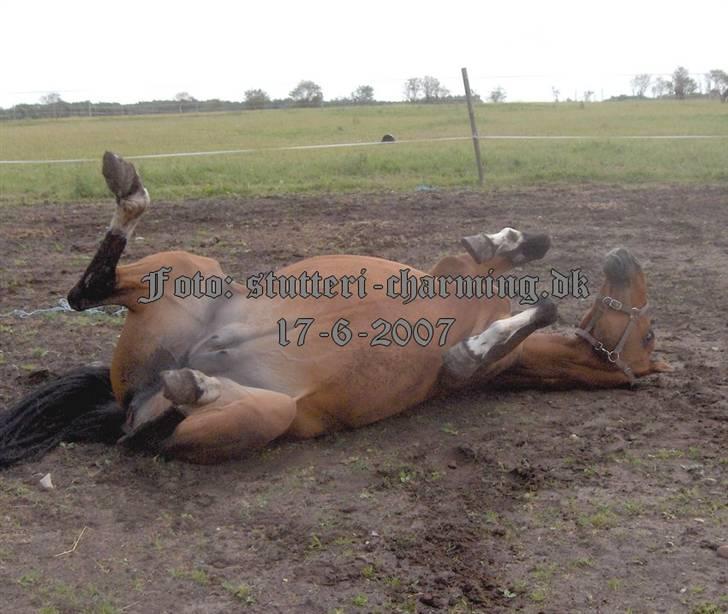 Dansk Varmblod Caluna billede 12