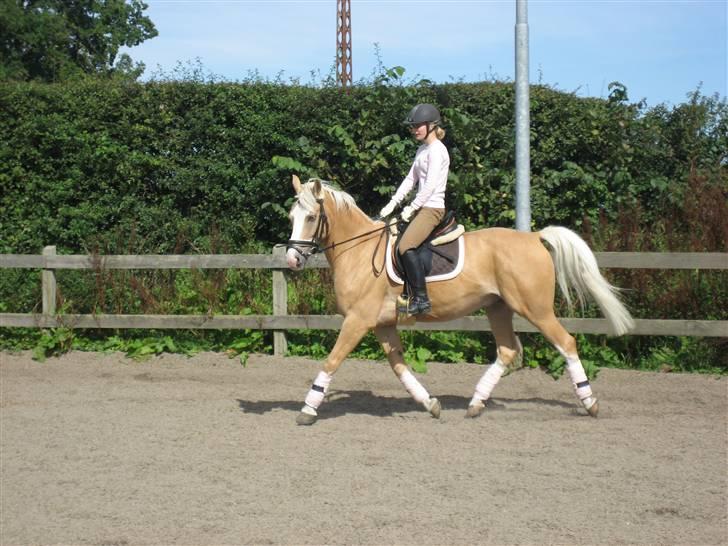 Palomino Fortunens Logo  - Dressur ude på vores ridebane. billede 9