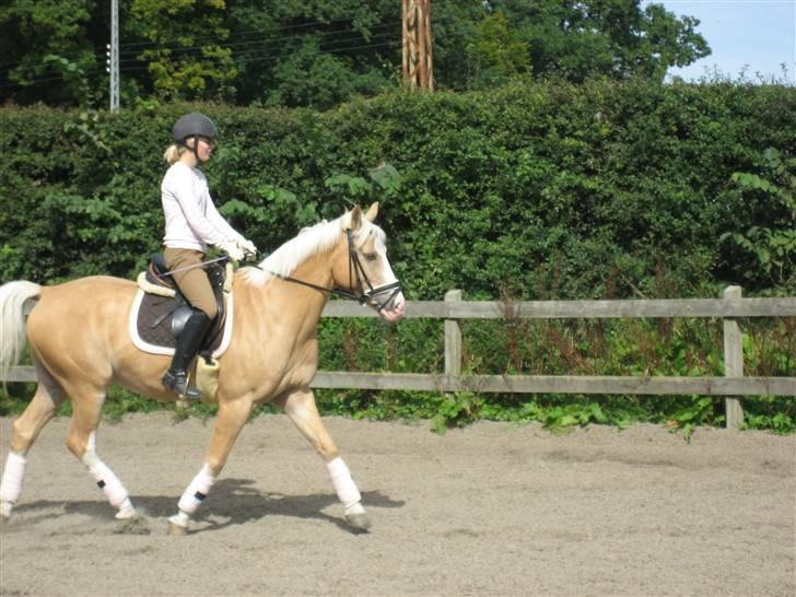 Palomino Fortunens Logo  - igen ude på voes ridebane er han ikke bare god<3 billede 10