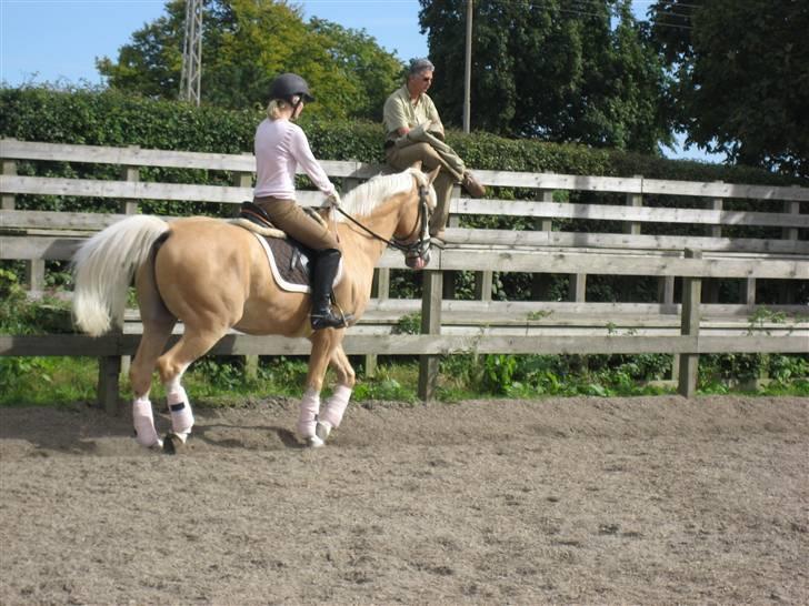 Palomino Fortunens Logo  - nøøøj går jeg i ik bare pænt billede 11