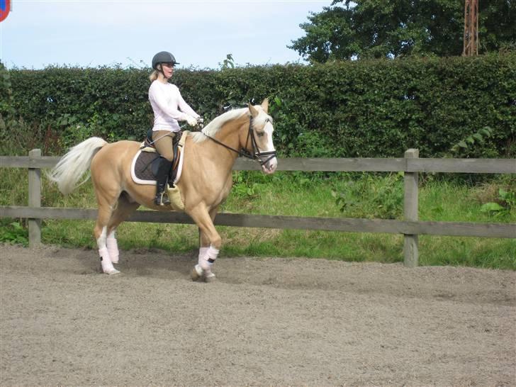 Palomino Fortunens Logo  - Jeg kan også godt i galop billede 12