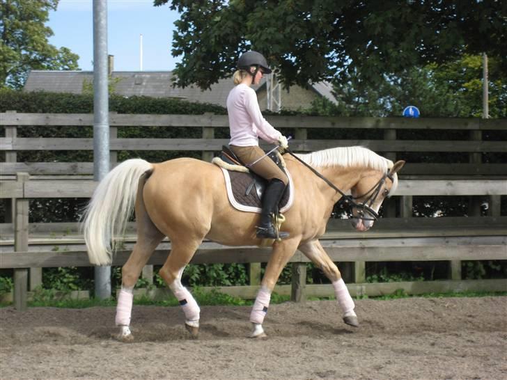 Palomino Fortunens Logo  - nøøøj moar se hvor godt jeg går billede 13