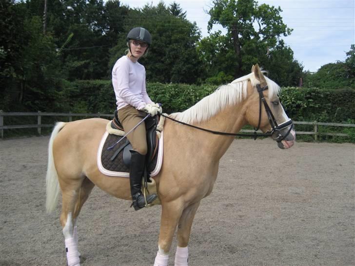 Palomino Fortunens Logo  - han tænker hvem kommer lige der. billede 14