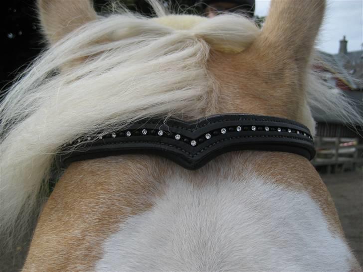 Palomino Fortunens Logo  - Hans meget smukke pandebånd er det im fint..? billede 15