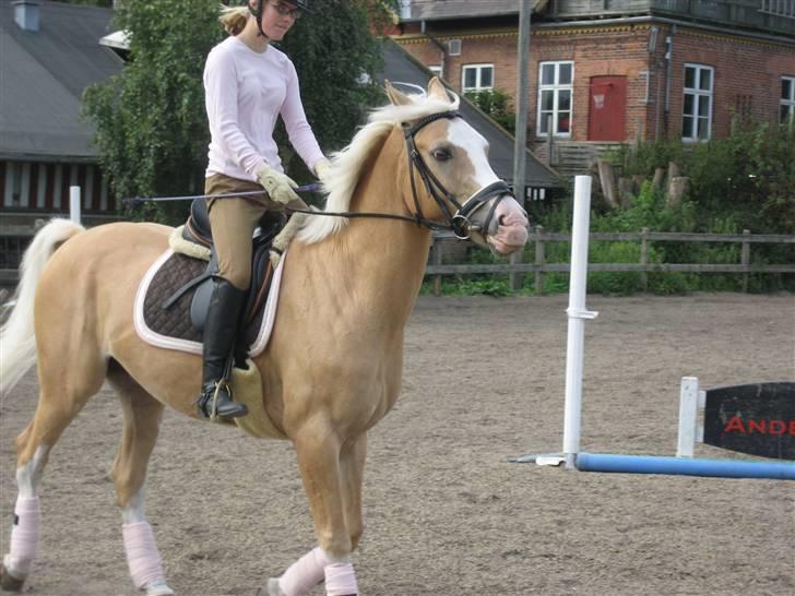 Palomino Fortunens Logo  - mig igen<3 billede 16