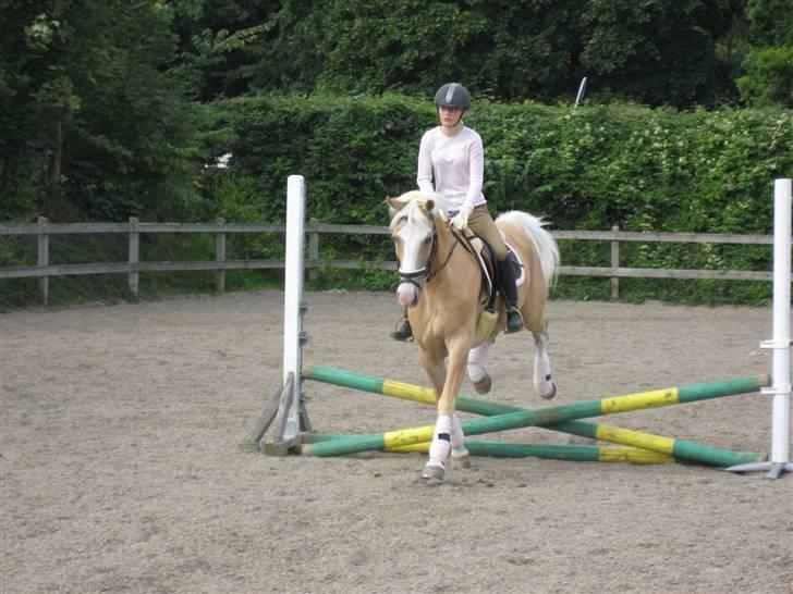 Palomino Fortunens Logo  - i kan os springe men bare ik så højt den dag. billede 17