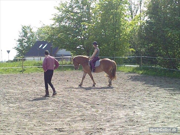 Haflinger Hjorthekærs Ferrari - sillemus og ferrari undervisning slut maj 2010 billede 8
