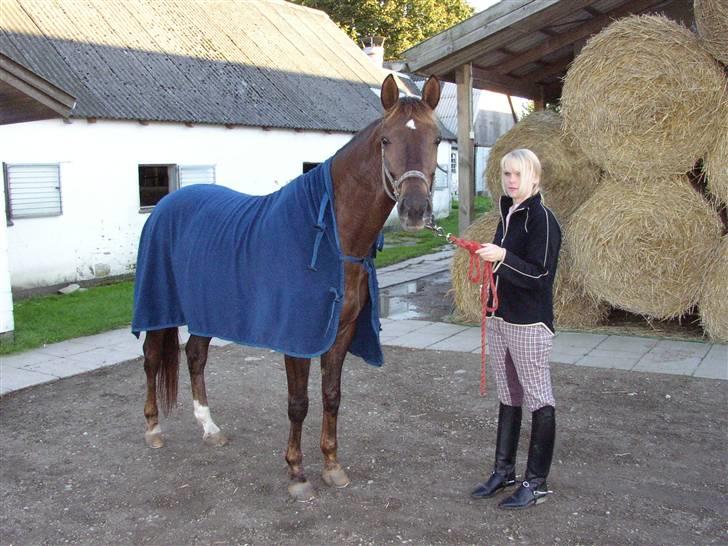 Trakehner Nevada  - Nevada model billede 11