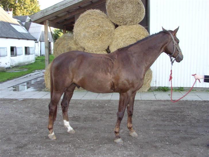 Trakehner Nevada  - Glumsø billede 12