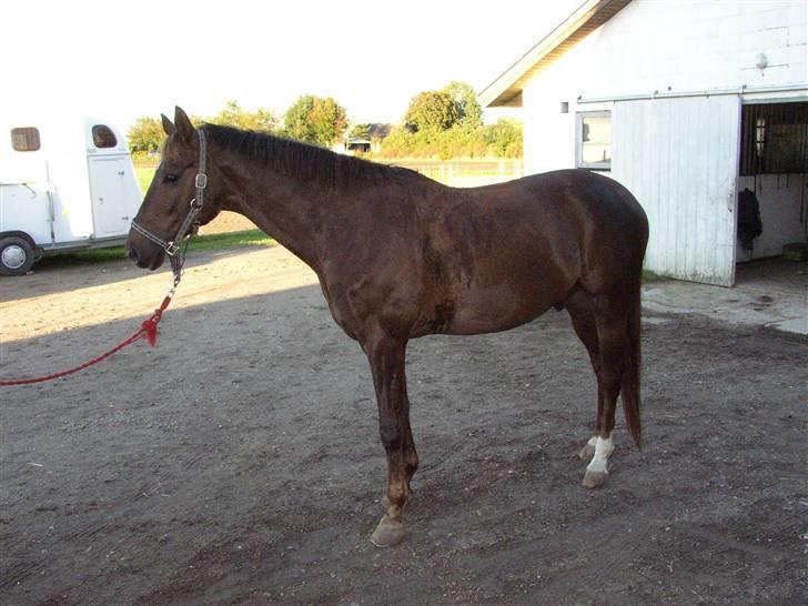 Trakehner Nevada  - glumsø billede 13