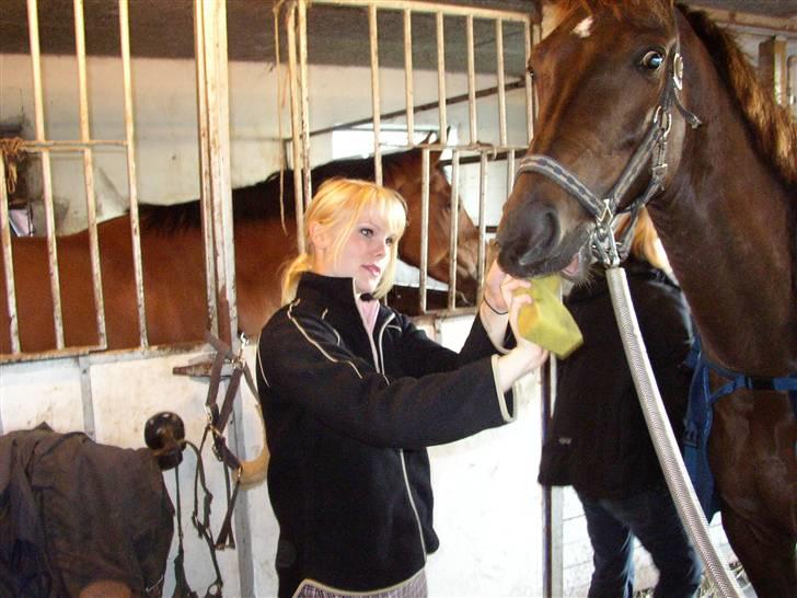 Trakehner Nevada  - vasket mule (glumsø) billede 14