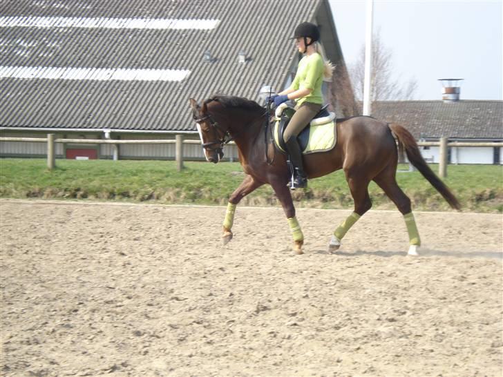 New Forest  carlo    SOLGT  -  (DETTE BILLEDE MÅ IKKE KOPIRES) 08 billede 2