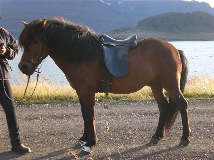 Islænder Léttir frá Lækjamóti billede 10