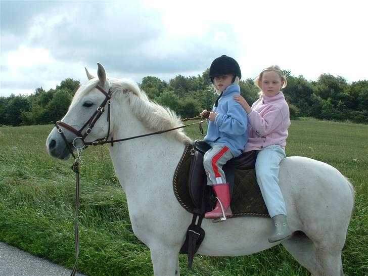 Connemara snubbi - så god en pony finder men ik let :) billede 11