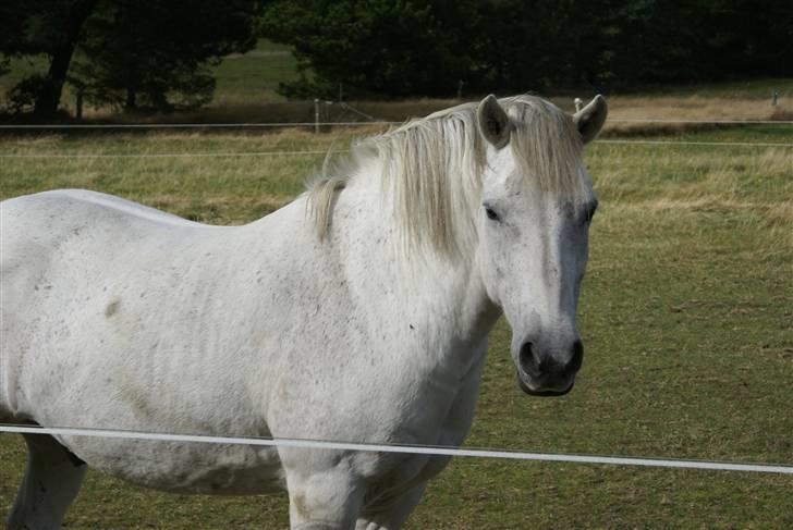 Connemara Bounty billede 20