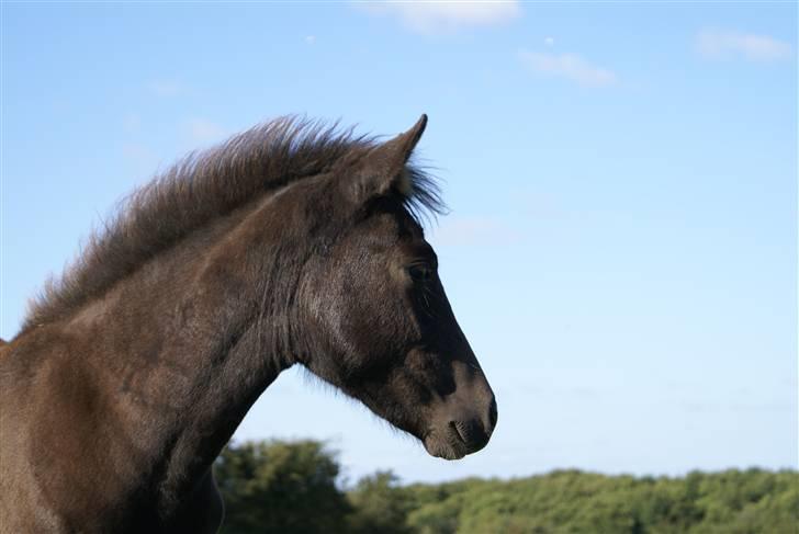 New Forest Ahorns Topjet akoida fly billede 8