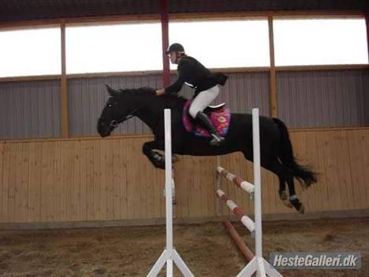 Anden særlig race Troldhøjs Cheval - Boing boing :D Fido hopper op og ned som en fjeder:D haha.. billede 19