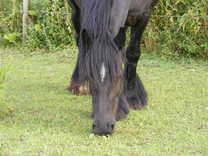 Irish Cob Nørre Kirkebys Rakel billede 15