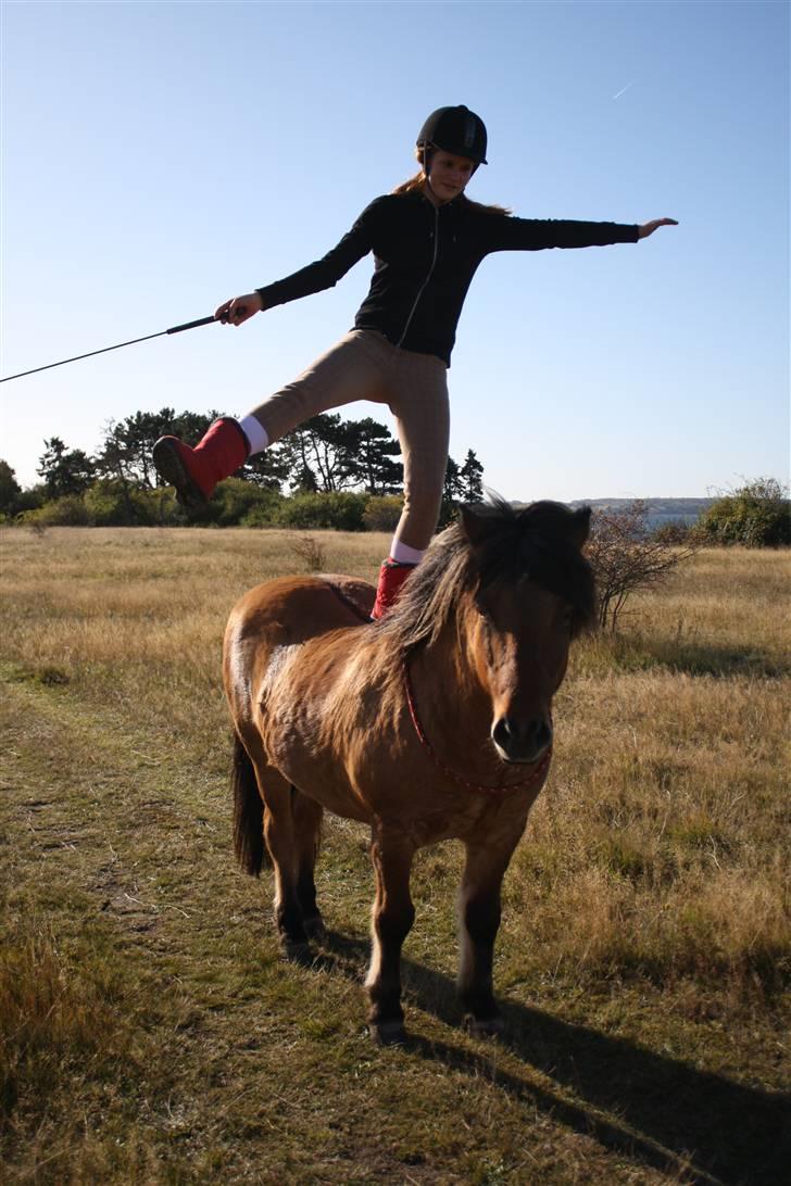 Islænder PRINS af ELLINGE MARK - Balance træning på pony xD <3 baaah. ! Foto: Lykke <3 billede 15