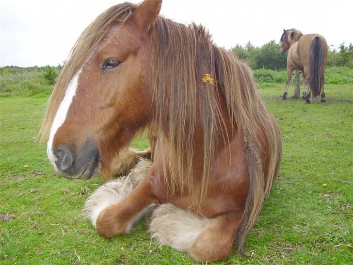 Irish Cob SPIRIT - er han ik sød?. . . . =D billede 16
