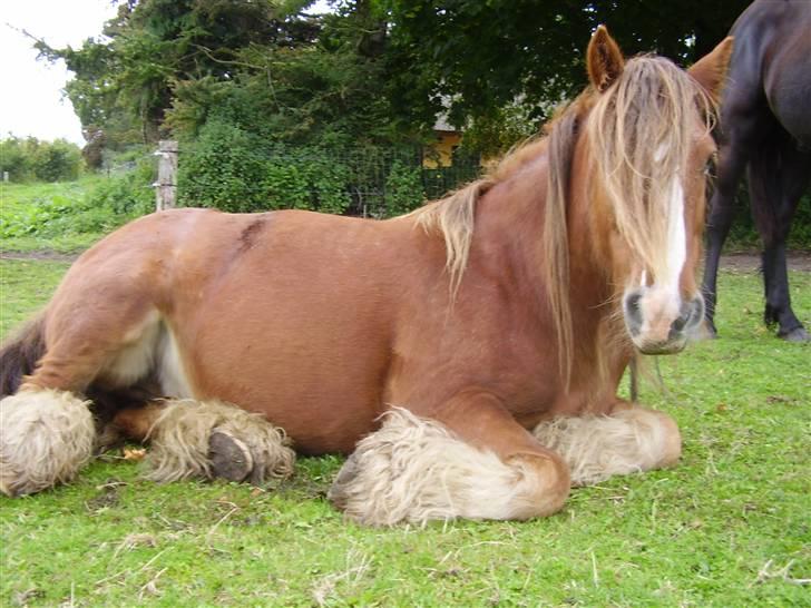 Irish Cob SPIRIT - nååååårr! . . . . . . =D billede 17