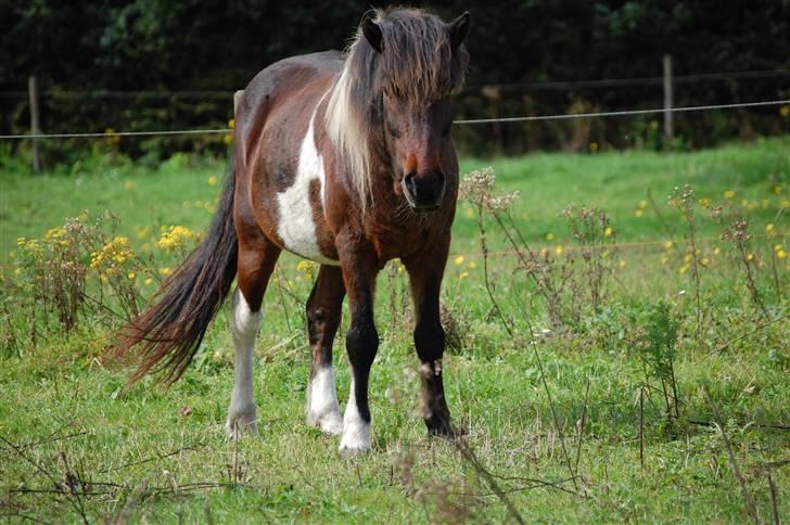 Islænder Stjerni billede 12
