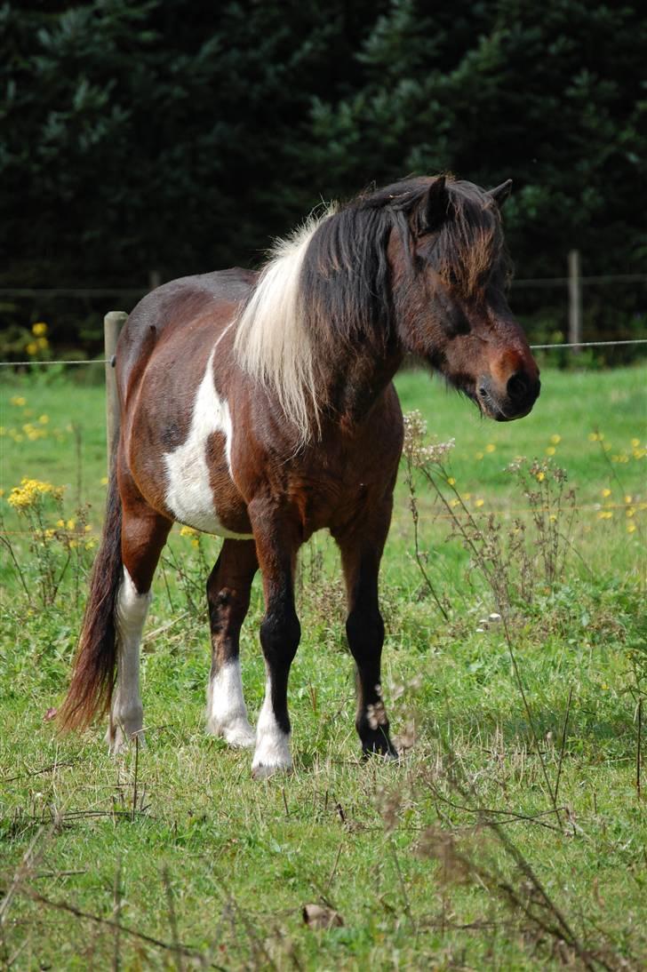 Islænder Stjerni billede 13